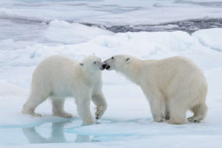 Two young wild polar bears playing on pack ice in Arctic seaの写真素材