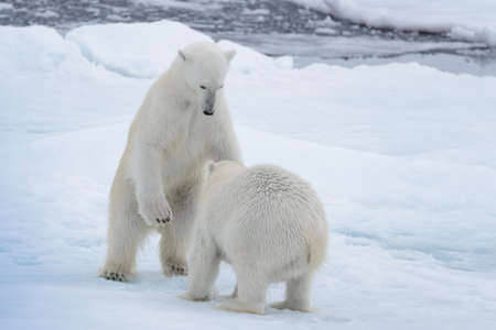 Two young wild polar bears playing on pack ice in Arctic seaの写真素材