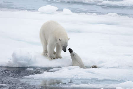 Two young wild polar bears playing on pack ice in Arctic sea, north of Svalbardの写真素材