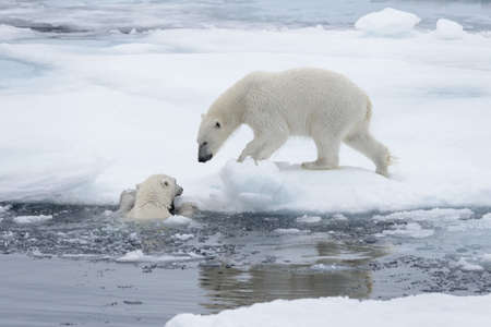 Two young wild polar bears playing on pack ice in Arctic sea, north of Svalbardの写真素材