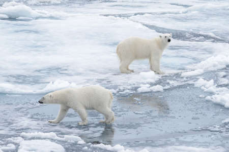 Two young wild polar bears playing on pack ice in Arctic sea, north of Svalbardの写真素材