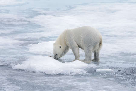Wet polar bear going on pack ice in Arctic seaの写真素材