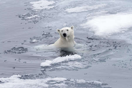 Polar bear (Ursus maritimus) swimming in Arctic sea close upの写真素材