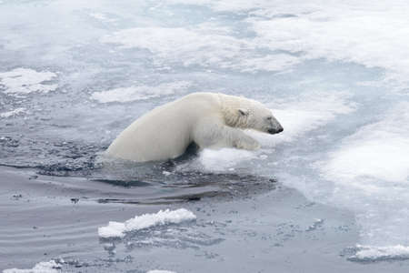 Polar bear (Ursus maritimus) swimming in Arctic sea close upの写真素材