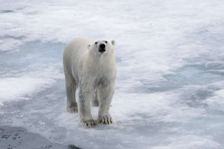 Wet polar bear going on pack ice in Arctic seaの写真素材
