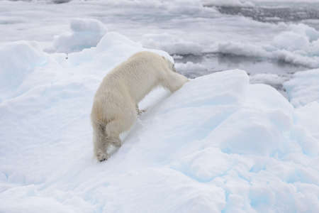 Two young wild polar bears playing on pack ice in Arctic sea, north of Svalbardの写真素材