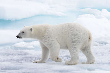 Wild polar bear going in water on pack ice in Arctic seaの写真素材