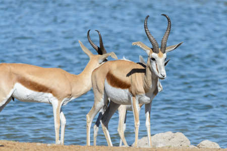 Wild springbok antelopes in the African savannaの素材 [FY310132306037]