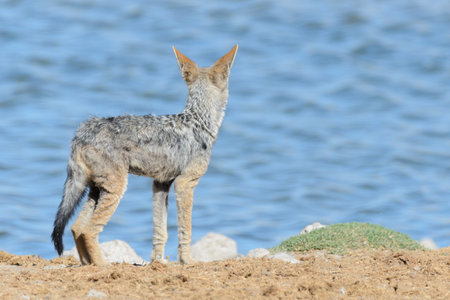 Wild jackal on waterhole in the African savanna