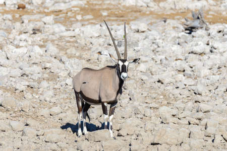 Wild oryx antelope in the African savannahの写真素材