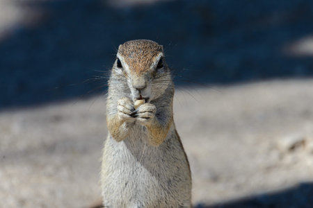 South African ground squirrel Xerus inauris sitting