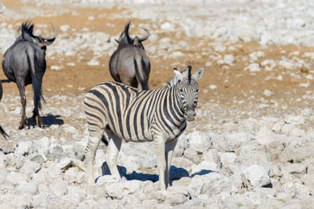 Wild african animals -gnu, kudu, orix, springbok, zebras drinking water in waterholeの写真素材