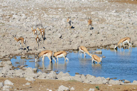 Wild springbok antelopes in the African savannaの写真素材