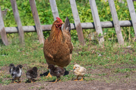Chicken with chicks on the green grassの写真素材