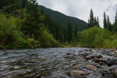 A small river in the forest in summerの写真素材