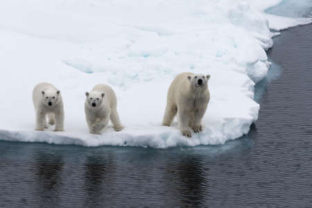 Polar bear (Ursus maritimus) mother and twin cubs on the pack ice, north of Svalbard Arctic Norwayの写真素材
