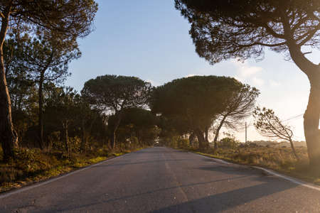 Road with trees landscape. Summer time.の写真素材