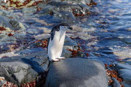 Chinstrap penguin on the beach in Antarctica with reflectionの写真素材