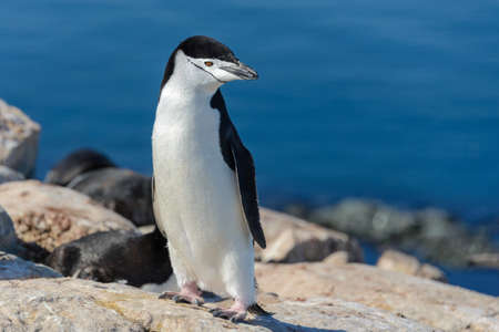 Chinstrap penguin on the beach in Antarcticaの写真素材