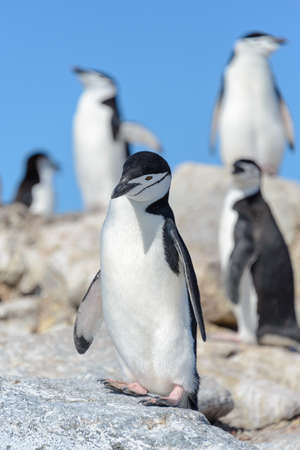 Chinstrap penguin on the beach in Antarcticaの写真素材