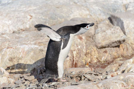 Chinstrap penguin on the beach in Antarcticaの写真素材