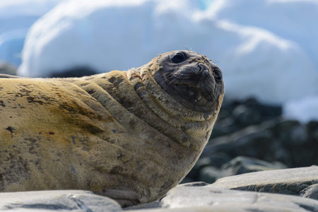 Fur seal close up