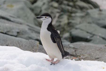 Chinstrap penguin on the snow in Antarcticの写真素材