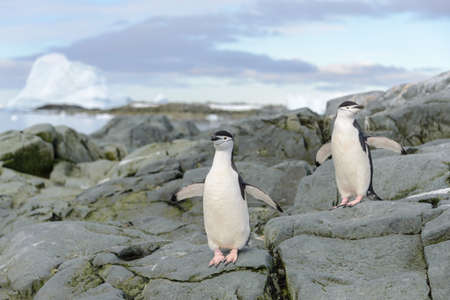 Chinstrap penguin on the snow in Antarcticの写真素材