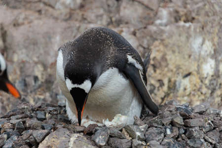 Gentoo penguin's chicks in nestの写真素材