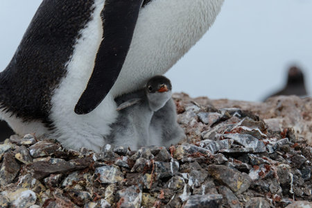 Gentoo penguin's chicks in nestの写真素材