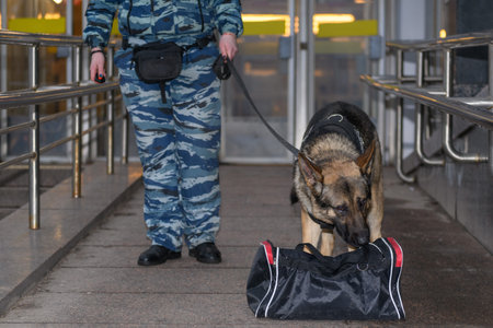Female police officer with a trained dog sniffs out drugs or bomb in luggage. German shepherd police dog.の写真素材
