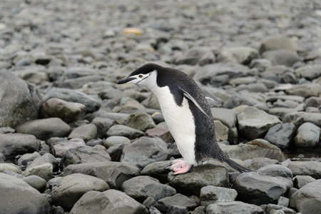 Chinstrap penguin on the beachの写真素材