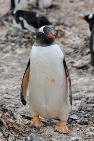 Gentoo penguin going on beachの写真素材