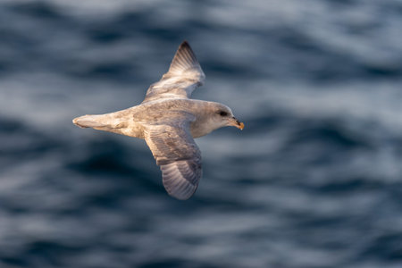 Northern Fulmar flying above Arctic sea on Svalbard.の写真素材