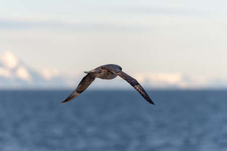 Northern Fulmar flying above Arctic sea on Svalbard.の写真素材