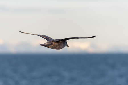 Northern Fulmar flying above Arctic sea on Svalbard.の写真素材