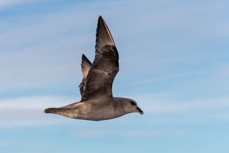 Northern Fulmar flying above Arctic sea on Svalbard.の写真素材
