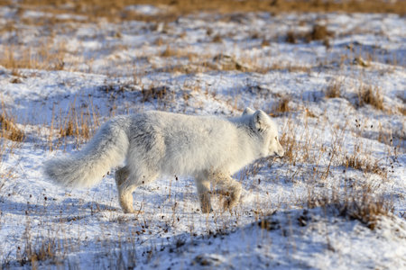 Arctic fox (Vulpes Lagopus) in wilde tundra. Arctic fox on the beach.の写真素材