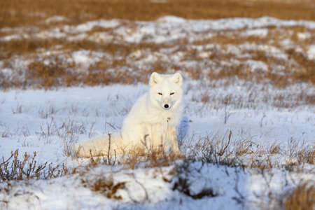 Arctic fox (Vulpes Lagopus) in wilde tundra. Arctic fox sitting.の写真素材