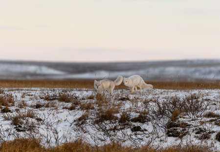Two arctic foxes (Vulpes Lagopus) in wilde tundra. Arctic fox on the beach.の写真素材