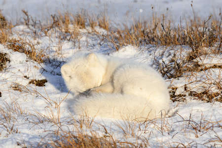 Arctic fox (Vulpes Lagopus) in wilde tundra. Arctic fox lying. Sleeping in tundra.の写真素材