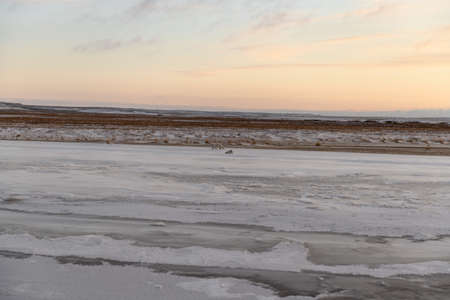 Two arctic foxes (Vulpes Lagopus) in wilde tundra. Arctic fox on the beach.の写真素材