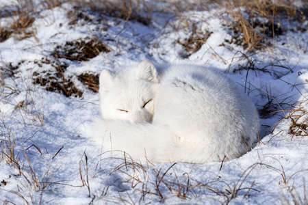 Arctic fox (Vulpes Lagopus) in wilde tundra. Arctic fox lying. Sleeping in tundra.の写真素材