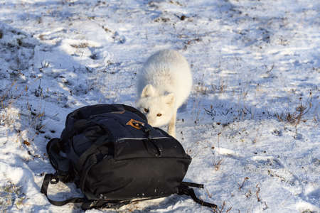 Arctic fox (Vulpes Lagopus) in wilde tundra. Arctic fox exploring backpack.の写真素材