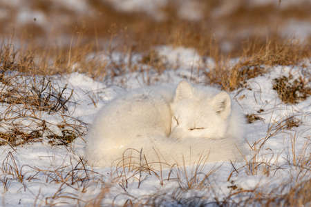 Arctic fox (Vulpes Lagopus) in wilde tundra. Arctic fox lying. Sleeping in tundra.の写真素材