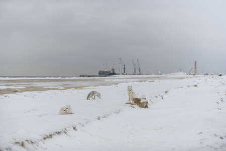 Arctic fox (Vulpes Lagopus) in wide tundra with industrial background.の写真素材