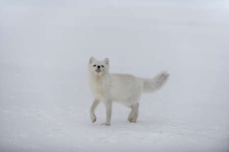 Happy arctic fox in winter tundra. Funny arctic fox.の写真素材