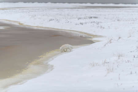 Arctic fox (Vulpes Lagopus) in Wilde tundra. Arctic fox on the beach.の写真素材