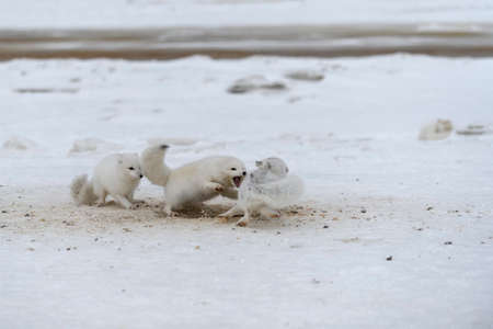 Wild arctic foxes fighting in tundra in winter time. White arctic fox aggressive.の写真素材