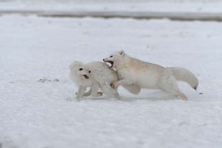 Wild arctic foxes fighting in tundra in winter time. White arctic fox aggressive.の写真素材